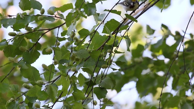 Chestnut-sided Warbler - ML337965611