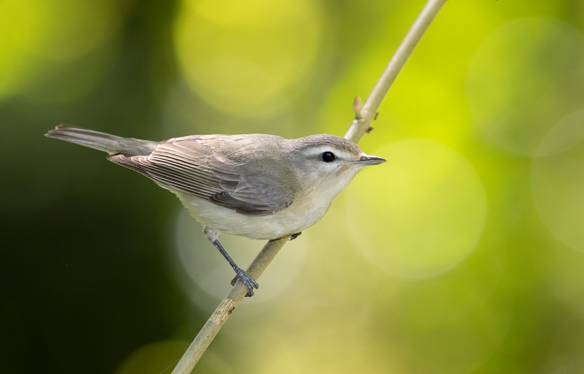 Warbling Vireo - ML337965841