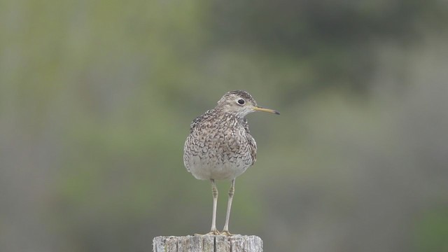 Upland Sandpiper - ML337966101