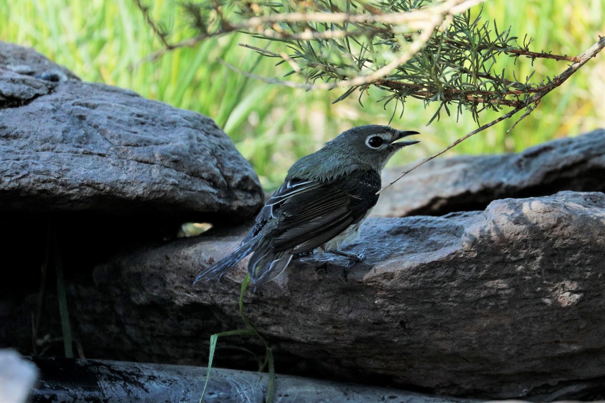 Cassin's Vireo - ML337966241