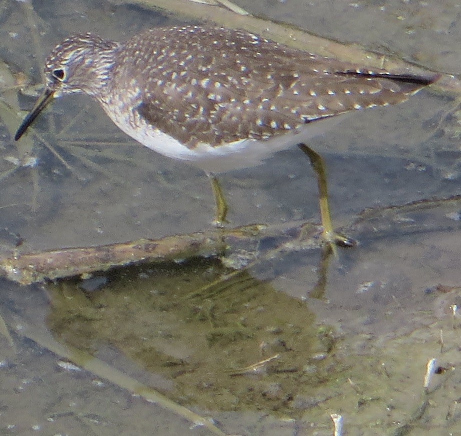 Solitary Sandpiper - ML337967911