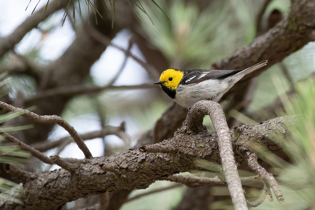 Hermit Warbler - ML337969281