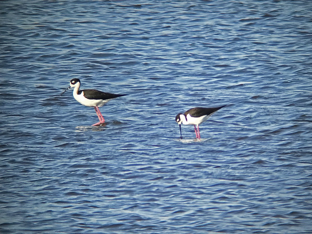 Black-necked Stilt - Kevin Groeneweg