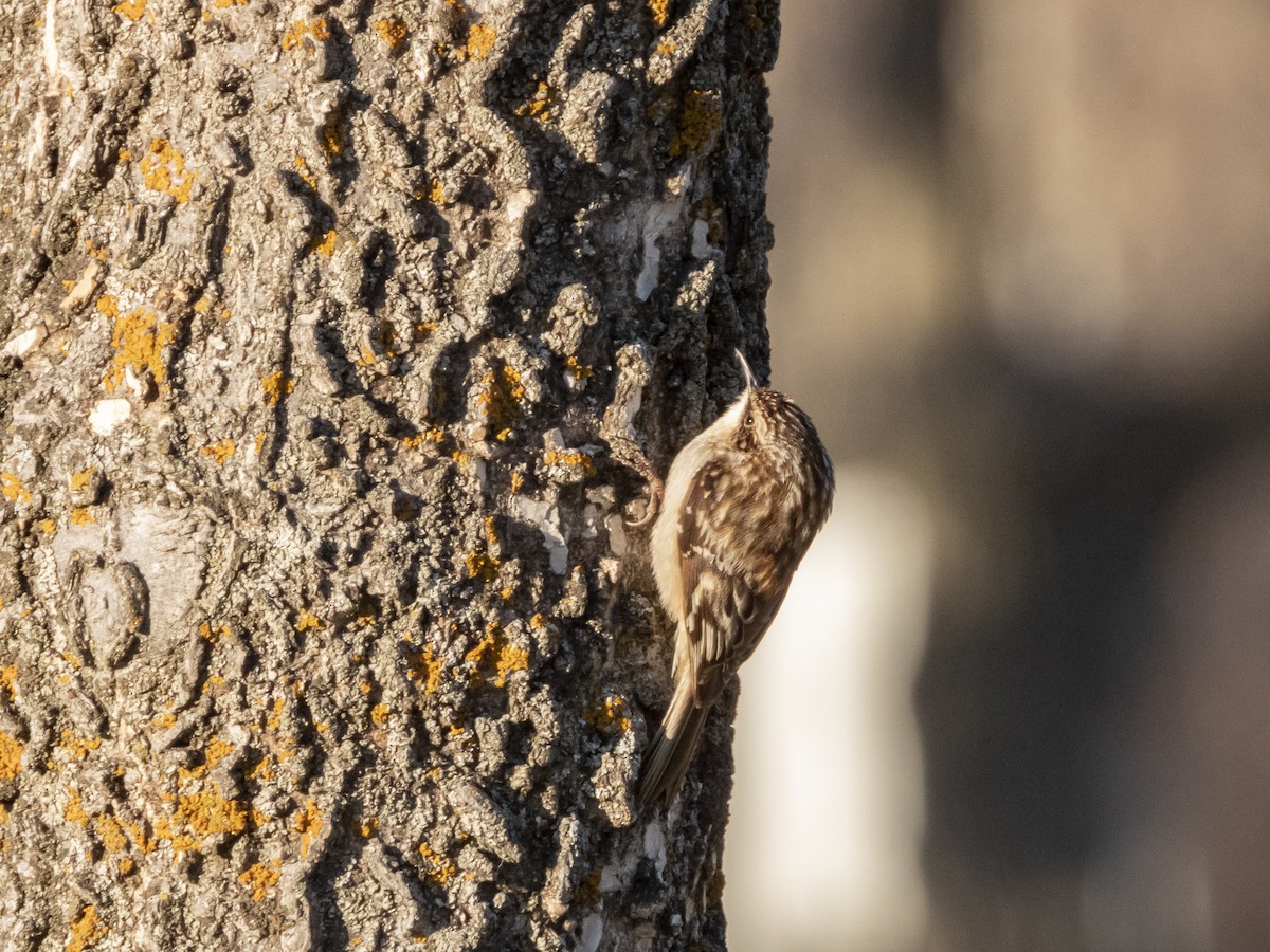 Brown Creeper - ML337971951