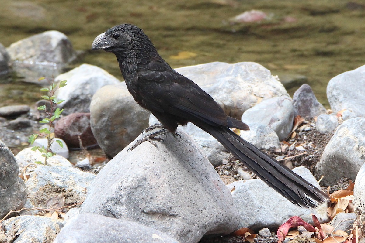 Groove-billed Ani - ML337975031