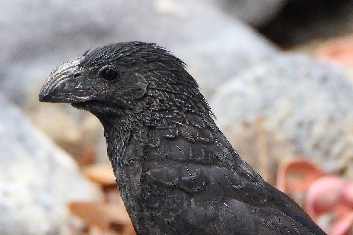 Groove-billed Ani - ML337975101