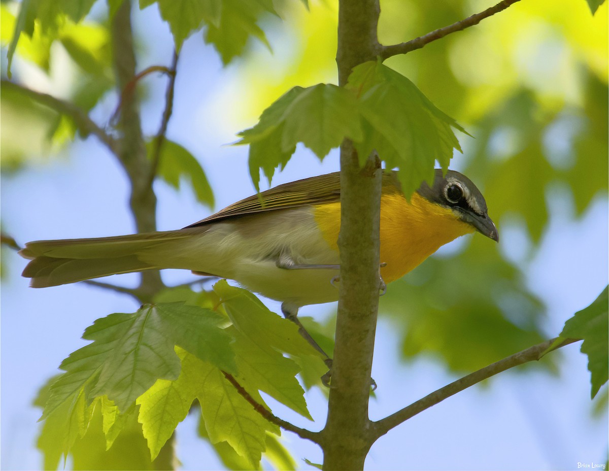 Yellow-breasted Chat - ML337975951