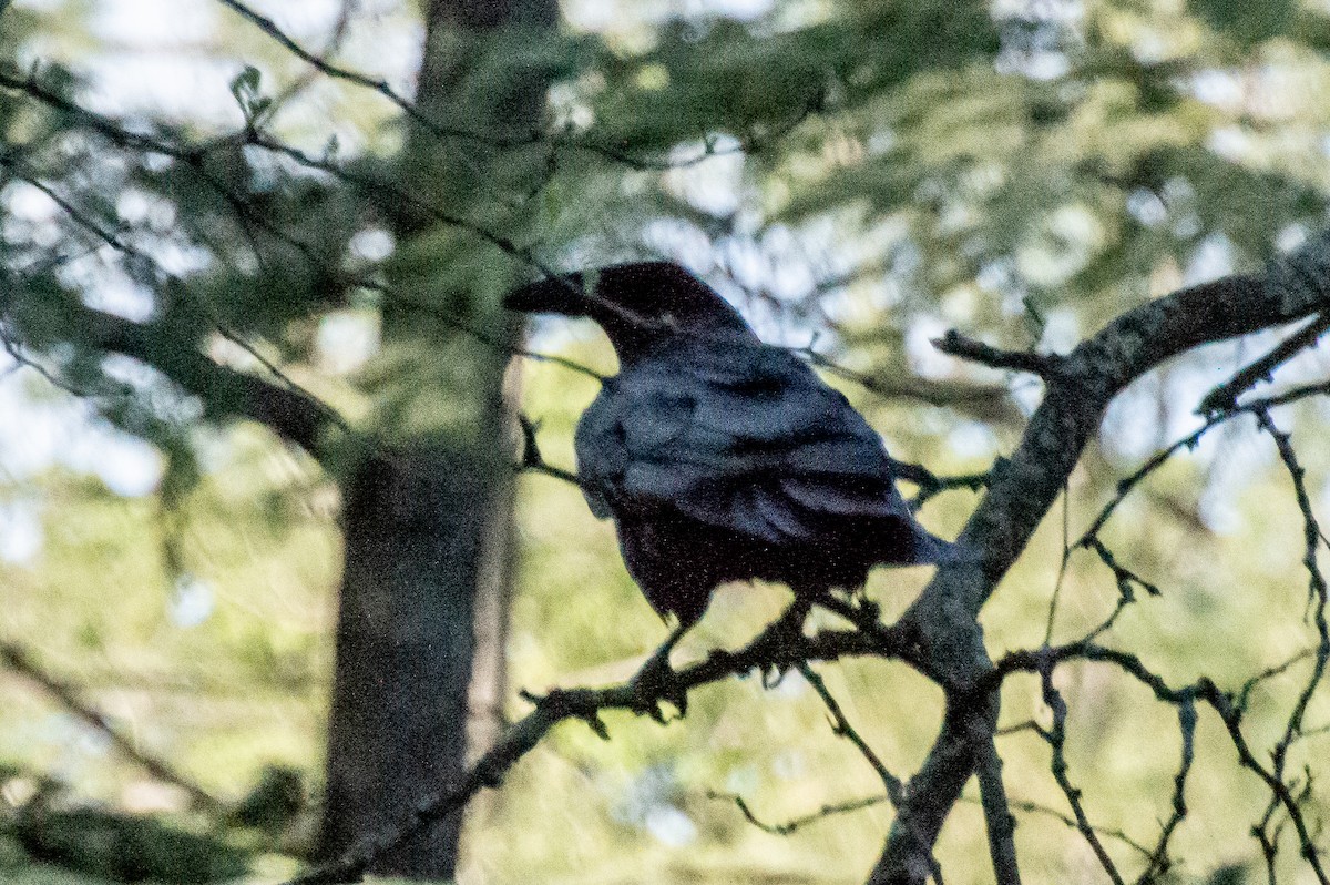Common Raven - Christopher Larosee