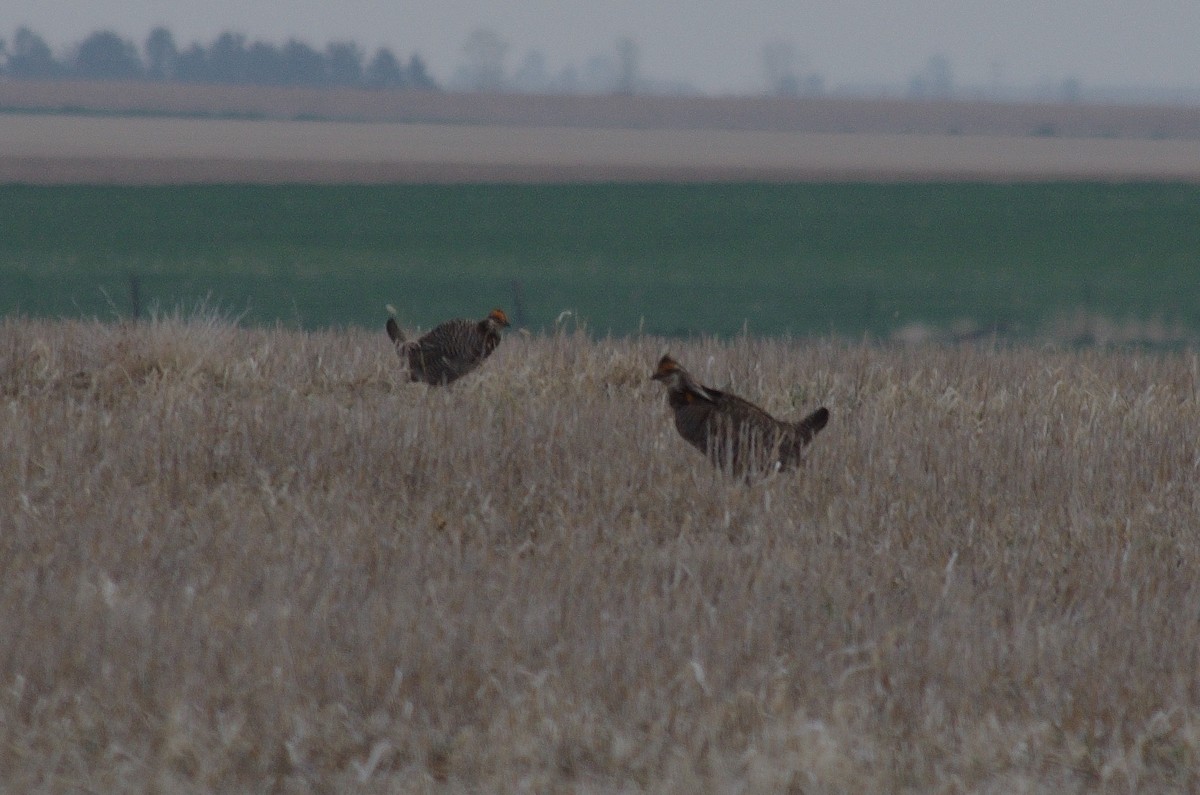 Greater Prairie-Chicken - robert beauchamp