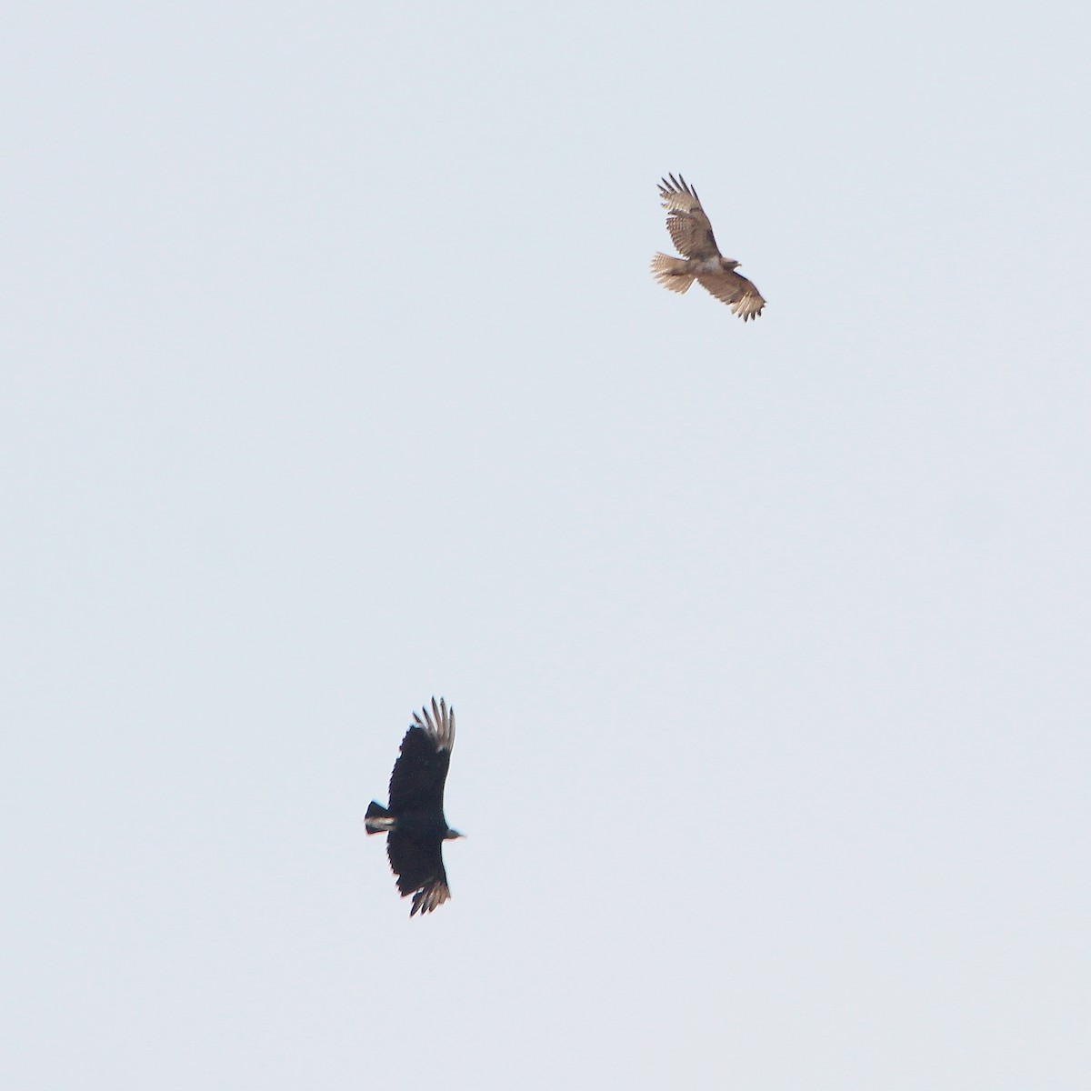 Red-tailed Hawk - ML337976441