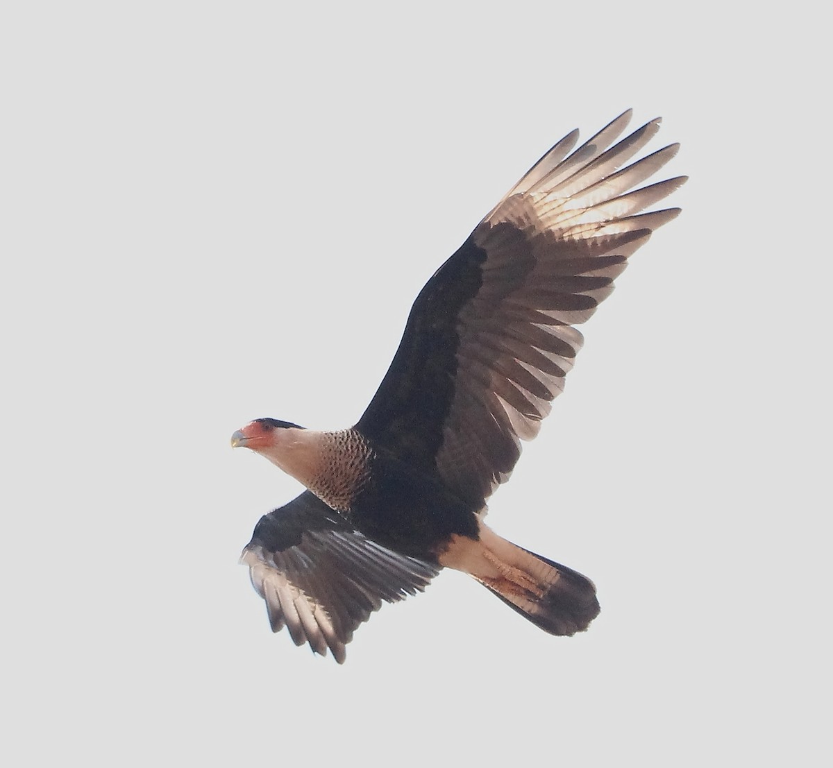 Crested Caracara (Northern) - ML337976911