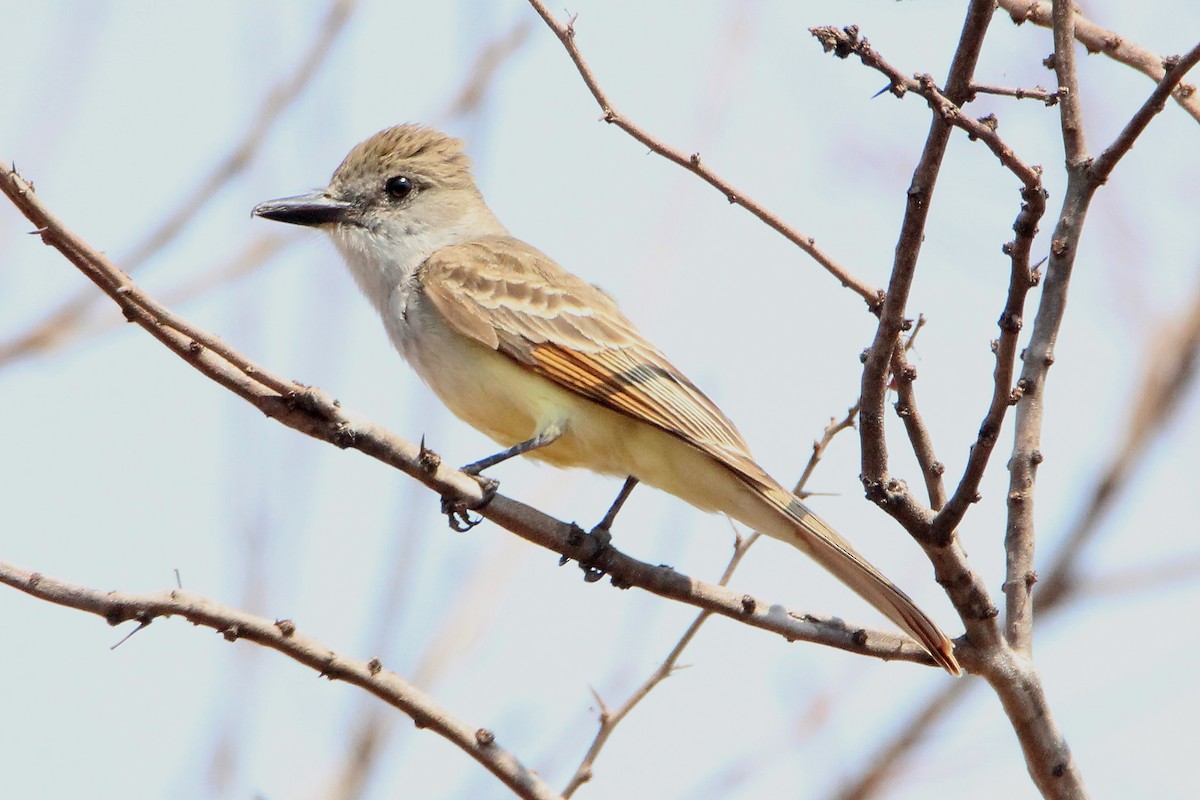 Brown-crested Flycatcher - ML337977171