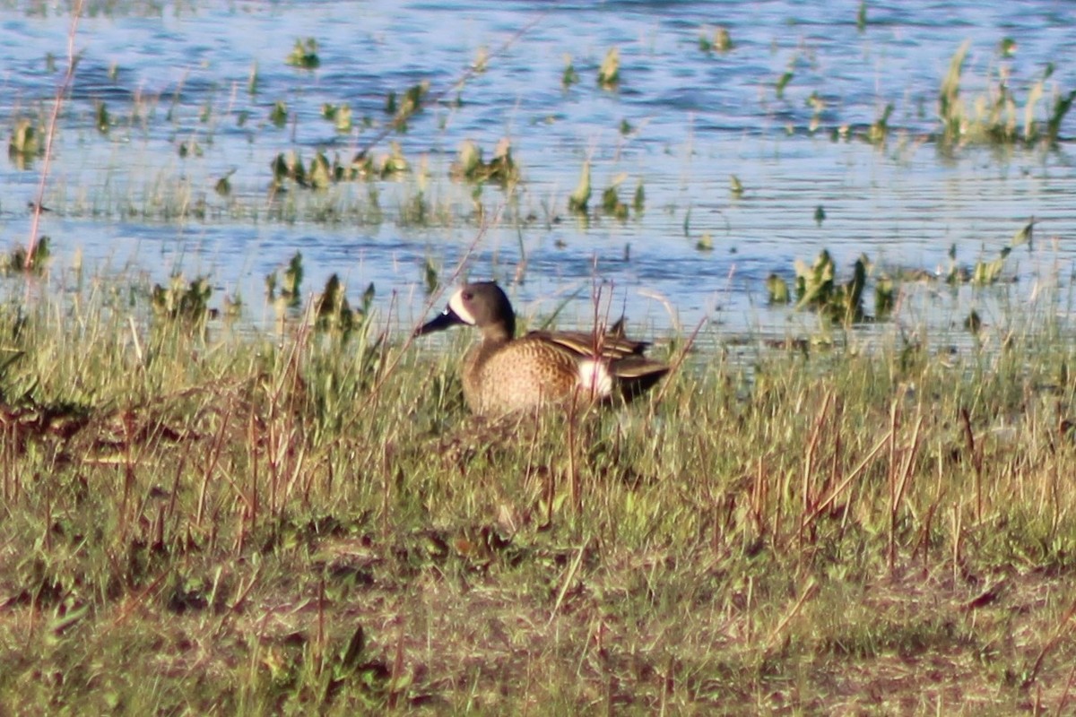 Blue-winged Teal - Sean Cozart