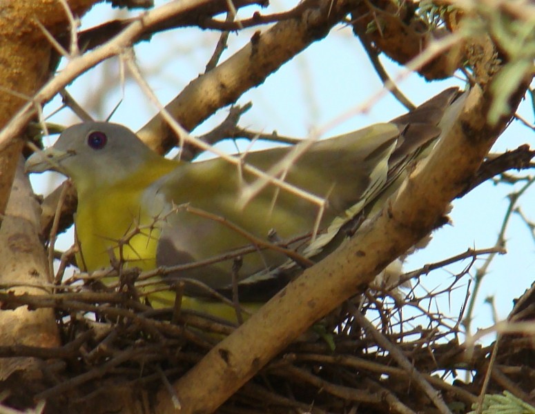 Yellow-footed Green-Pigeon - ML337977901