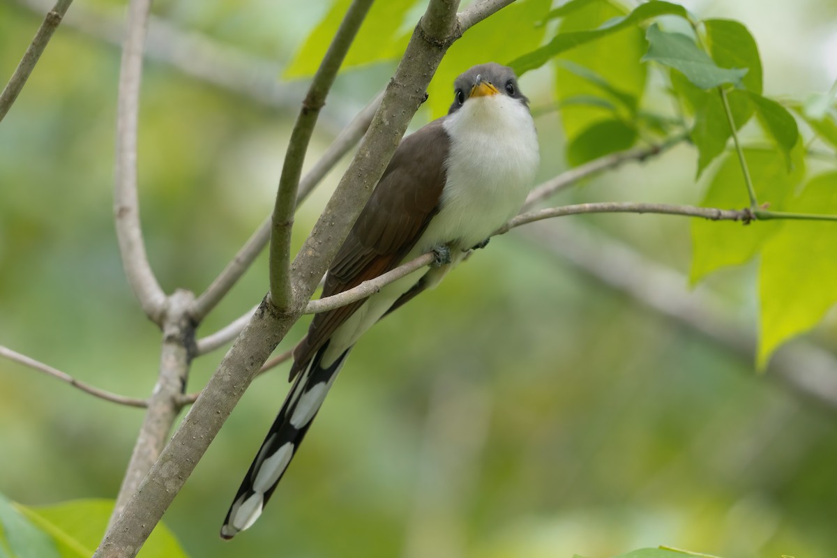 Yellow-billed Cuckoo - ML337978841