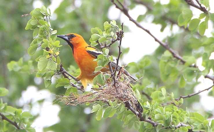 Oriole à dos rayé (groupe pustulatus) - ML337979721