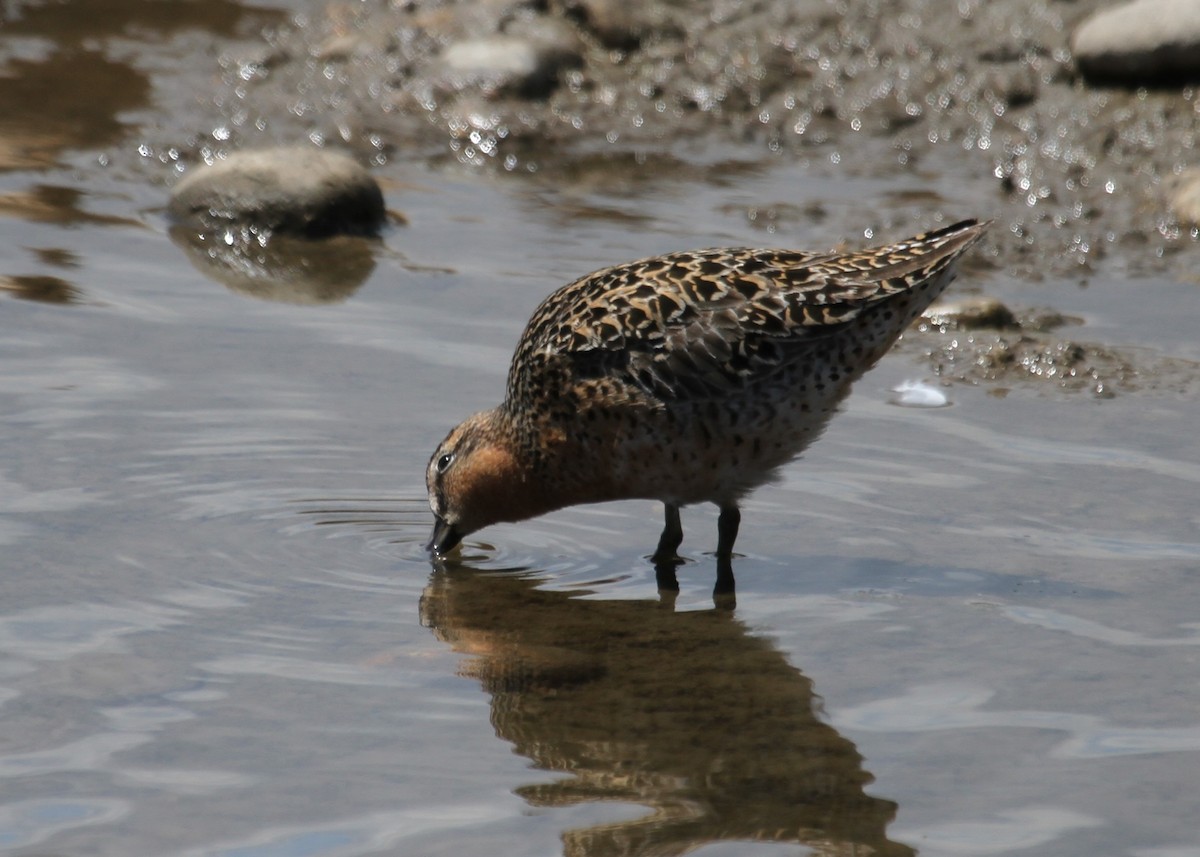 Short-billed Dowitcher - ML337980161