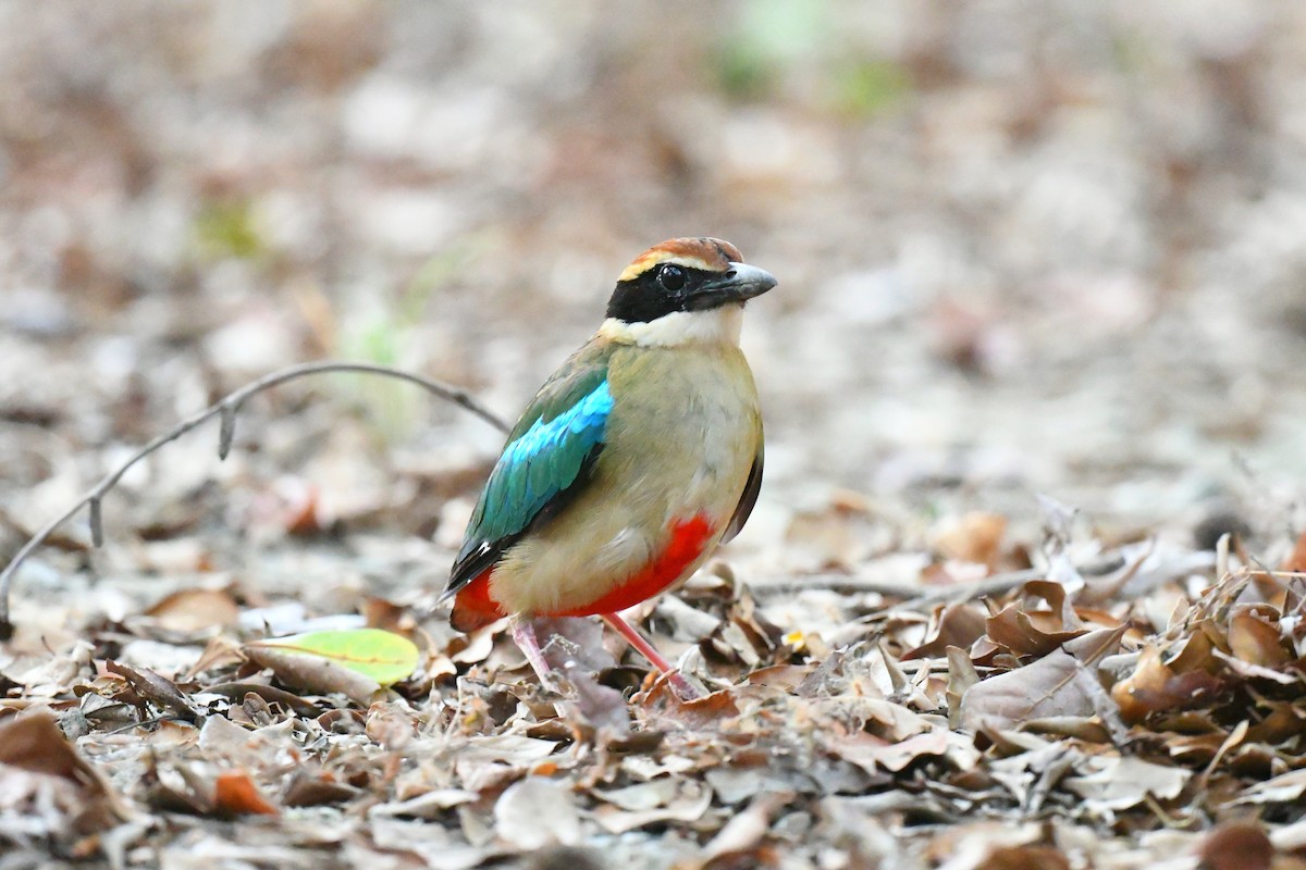 Fairy Pitta - ML337981161