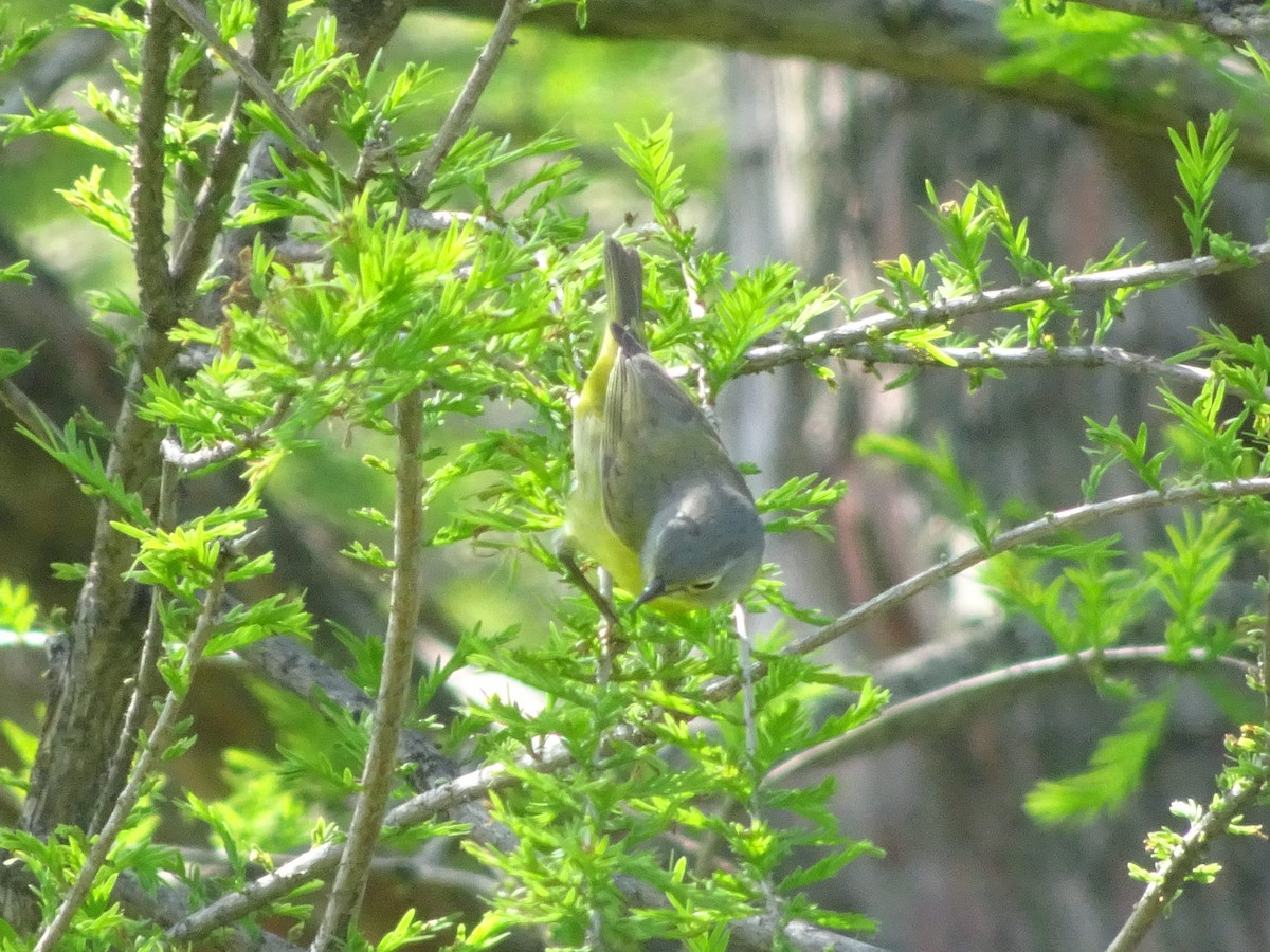 Nashville Warbler - Stephen Chang