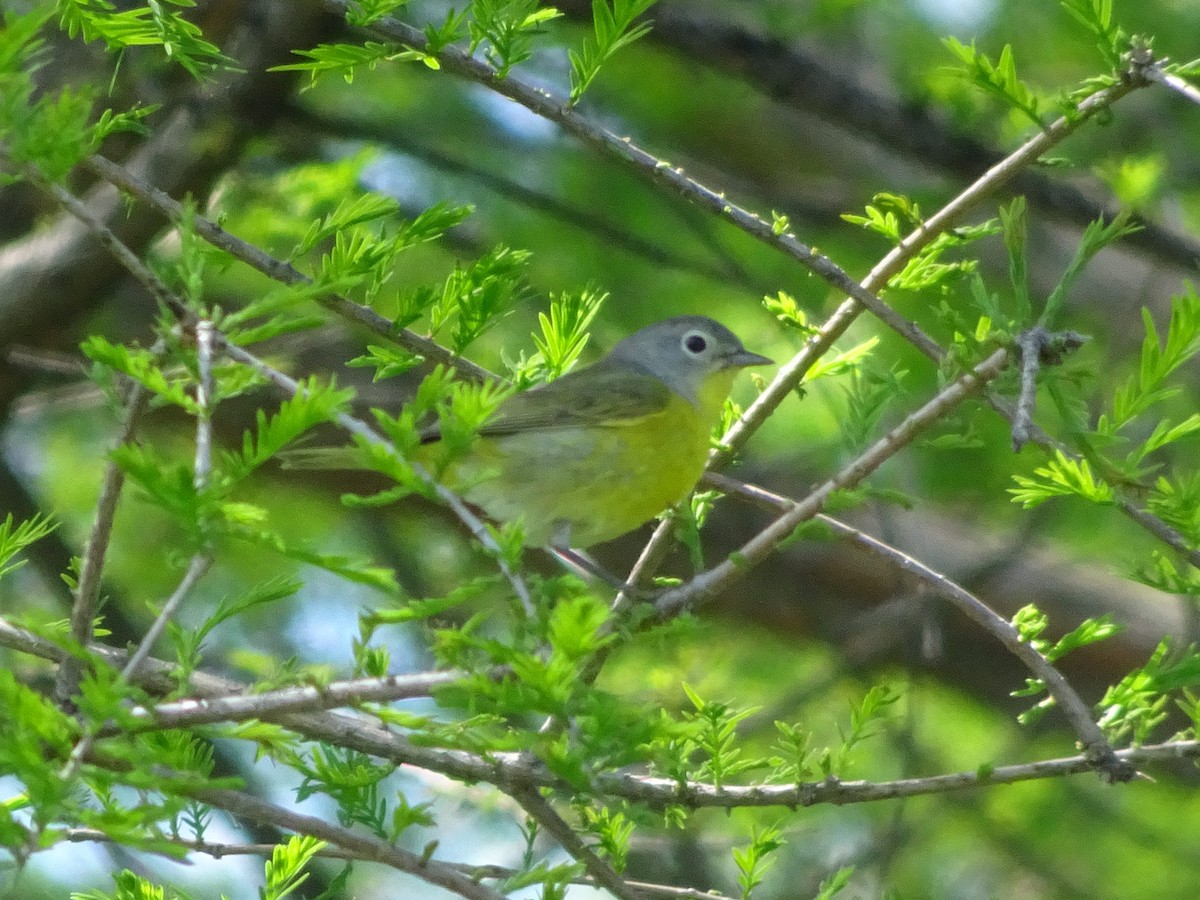 Nashville Warbler - ML337981471