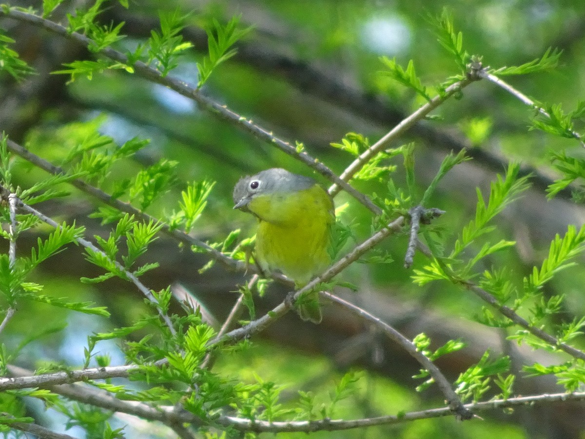 Nashville Warbler - ML337981481