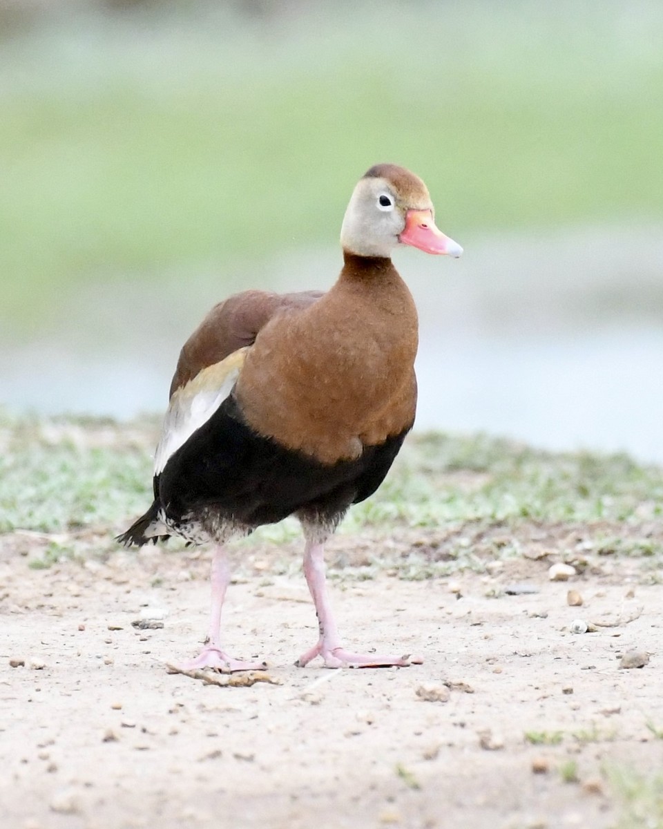 Black-bellied Whistling-Duck - ML337981511