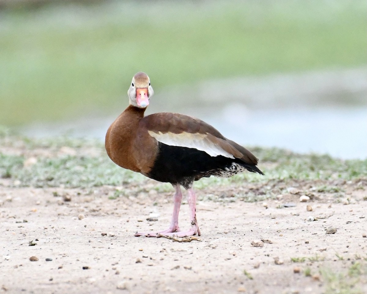 Black-bellied Whistling-Duck - ML337981531