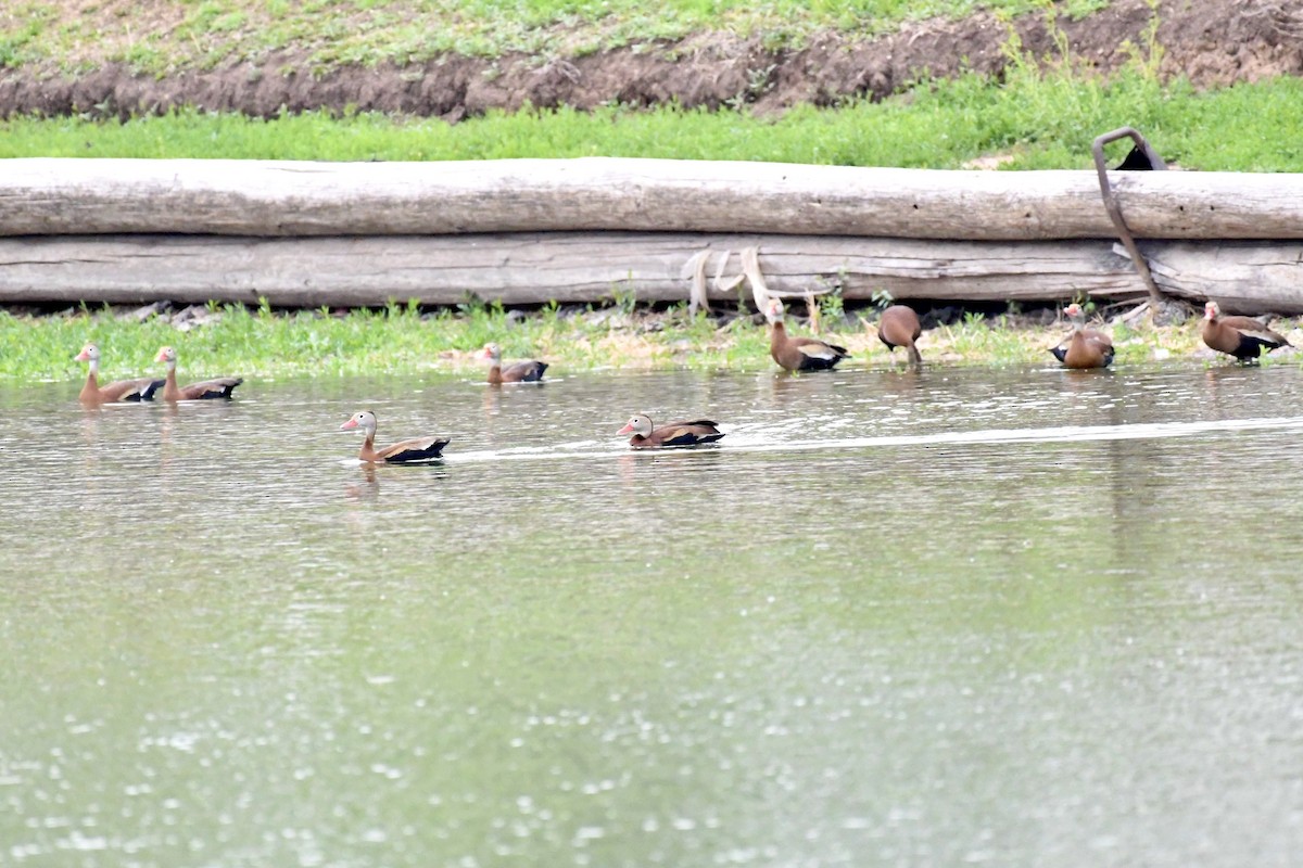 Black-bellied Whistling-Duck - ML337981561