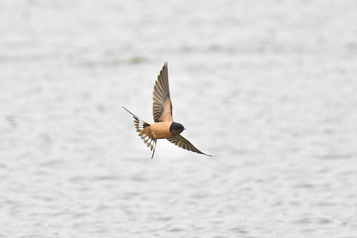 Barn Swallow - ML337981641