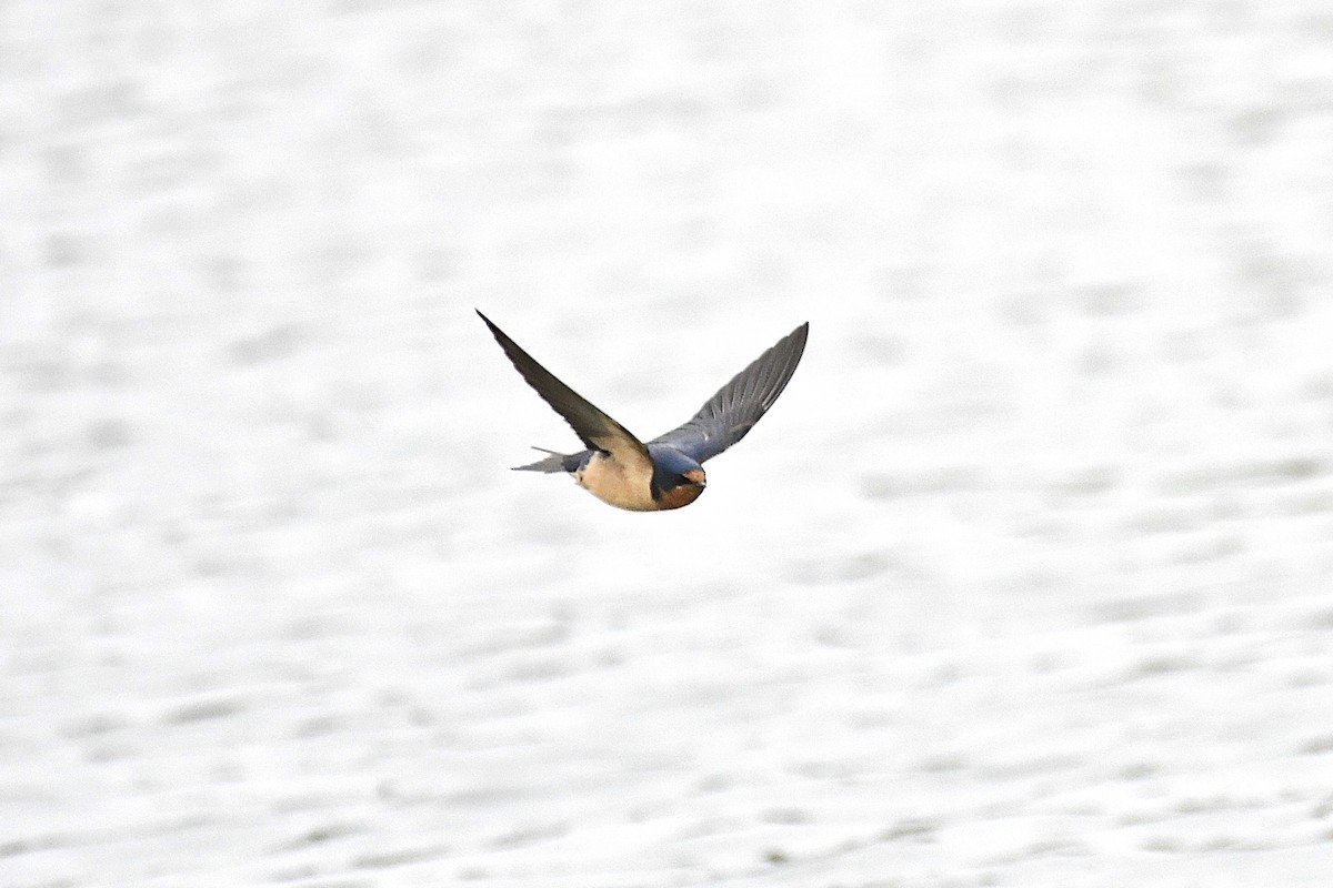 Barn Swallow - ML337981671