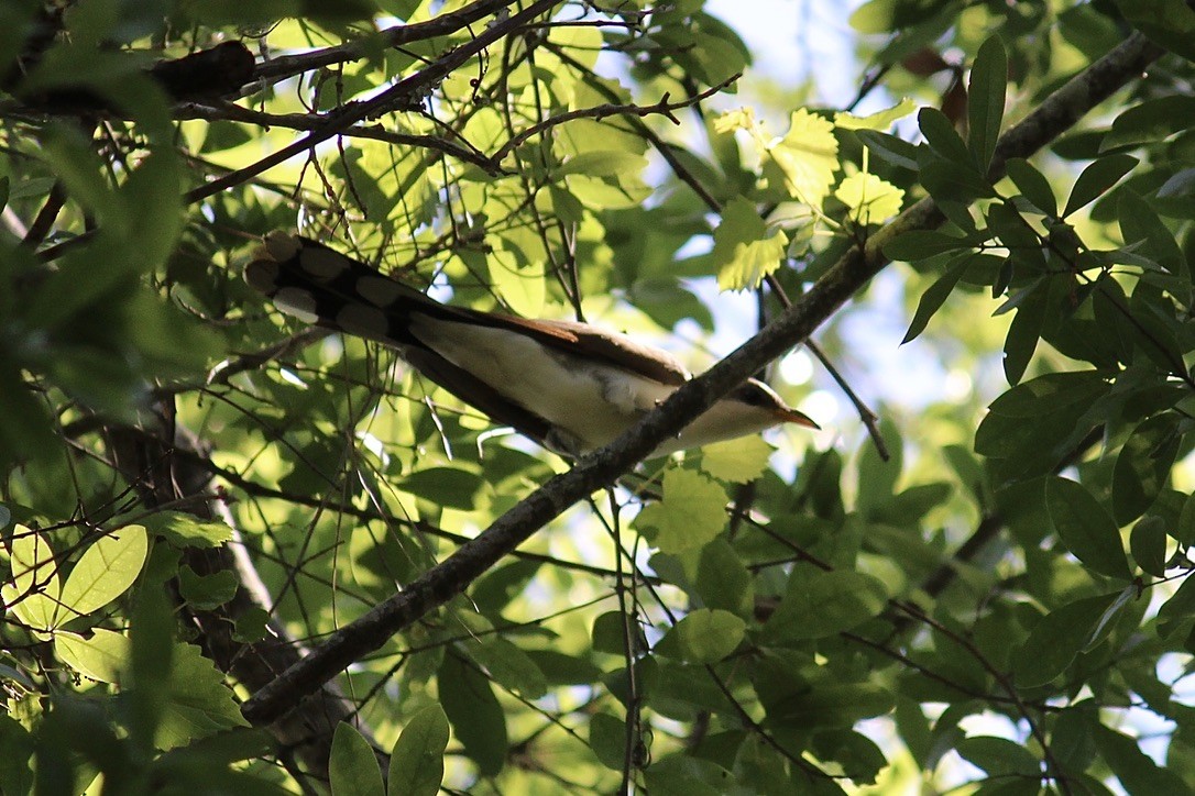 Yellow-billed Cuckoo - ML337982441