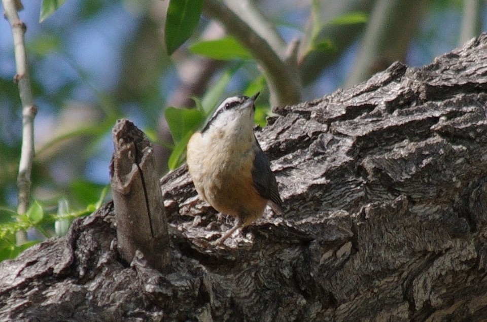Red-breasted Nuthatch - ML337983501
