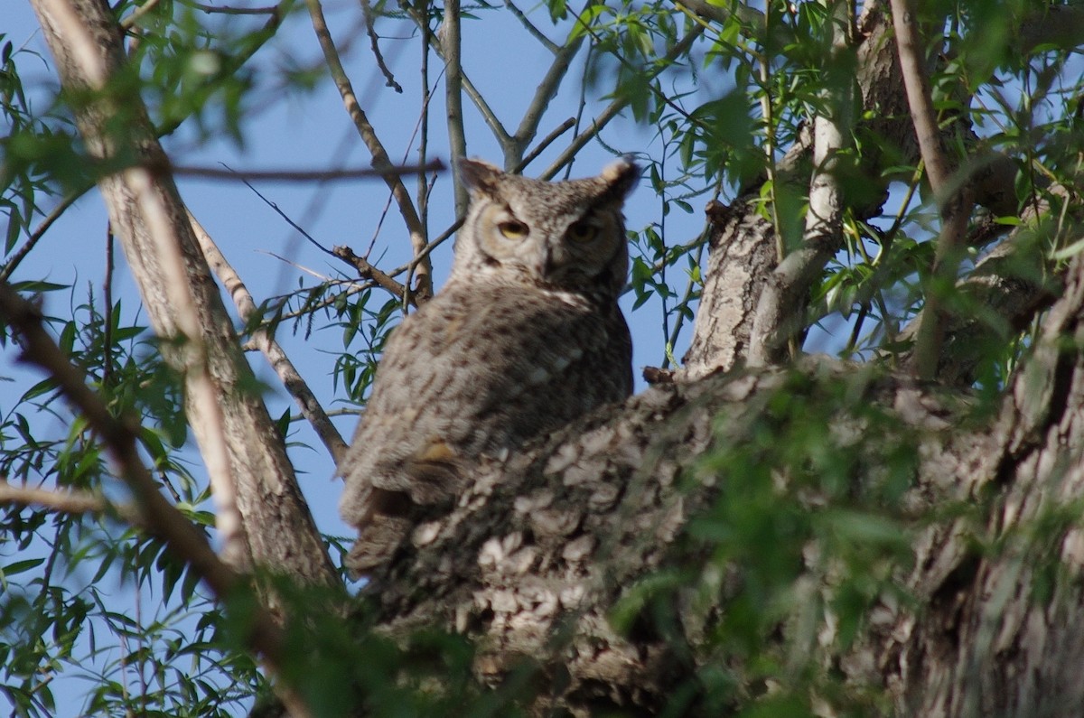 Great Horned Owl - ML337983801