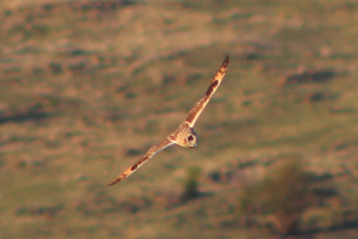 Short-eared Owl (Northern) - ML337985061