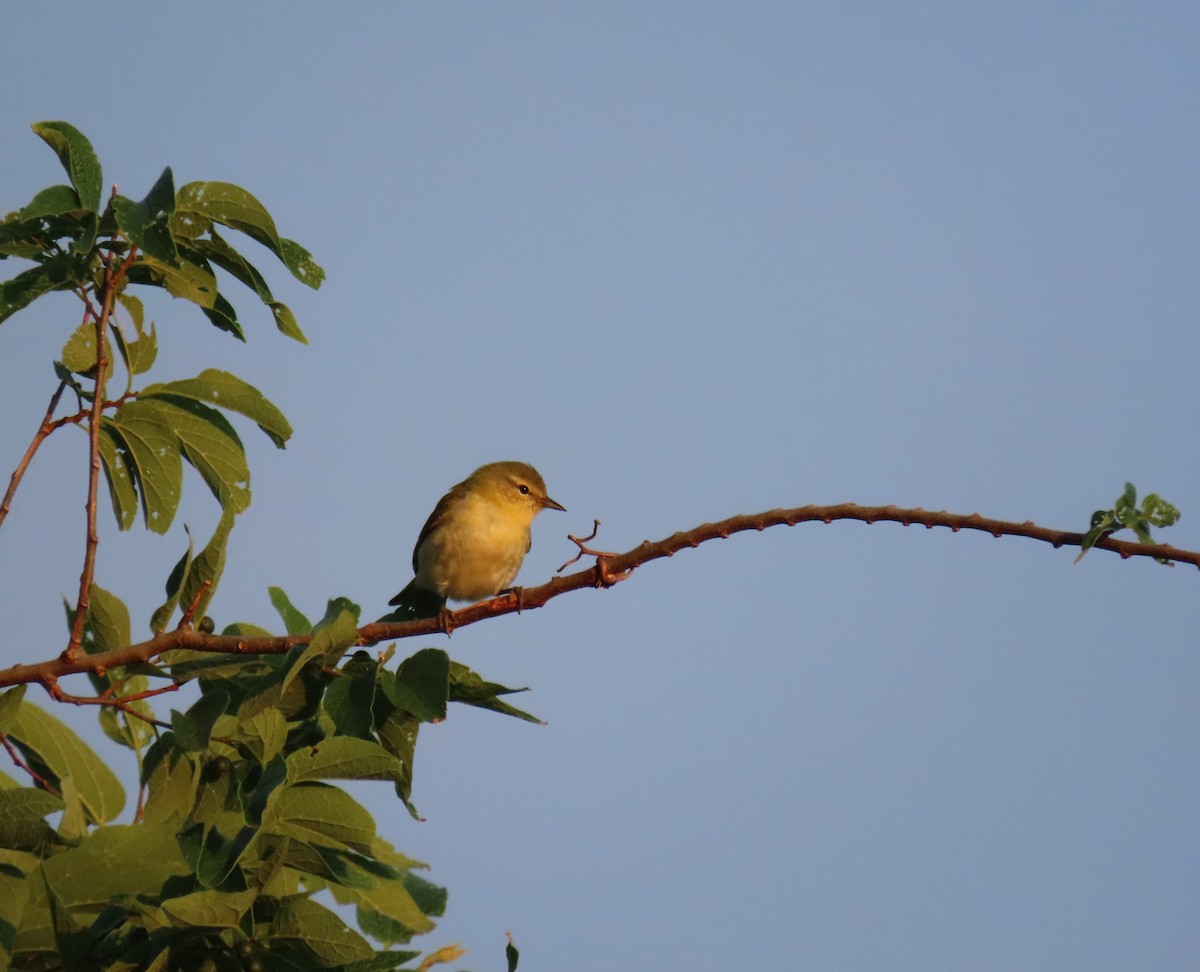 Tennessee Warbler - ML337985401