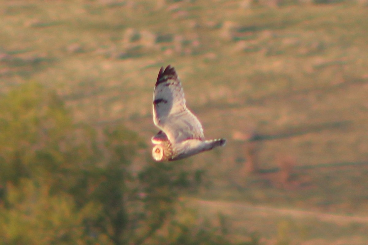Short-eared Owl (Northern) - ML337986581