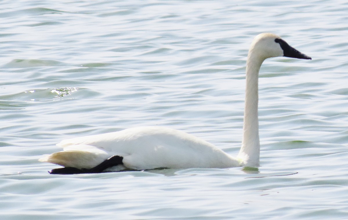 Cisne Trompetero - ML337986601