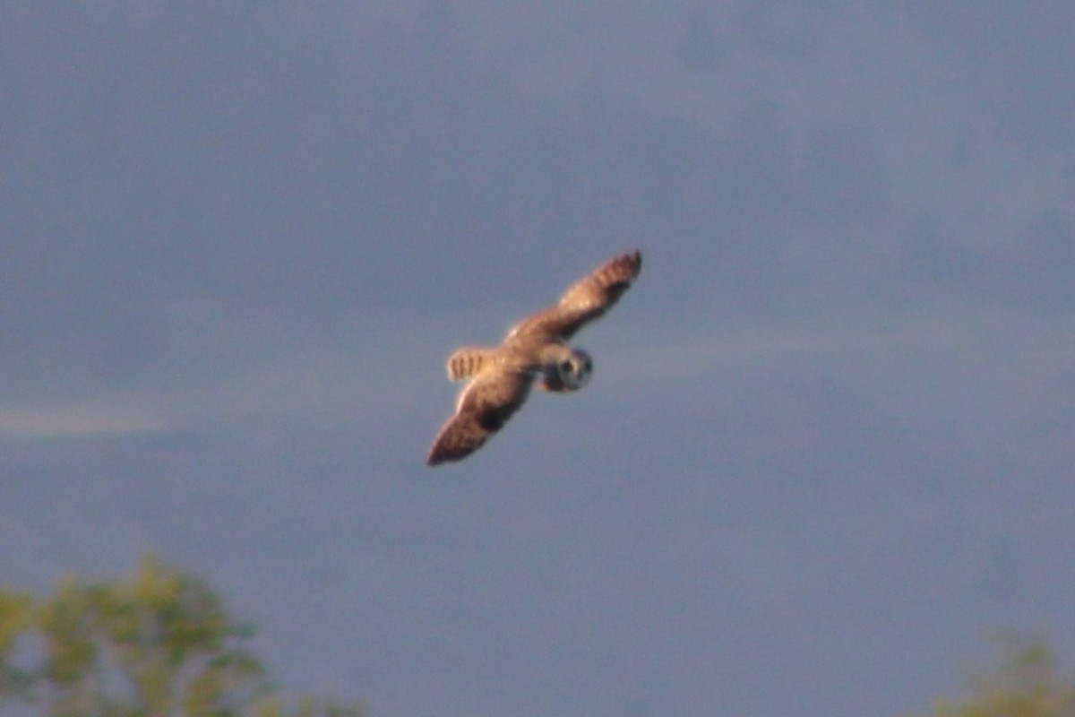 Short-eared Owl (Northern) - ML337986621