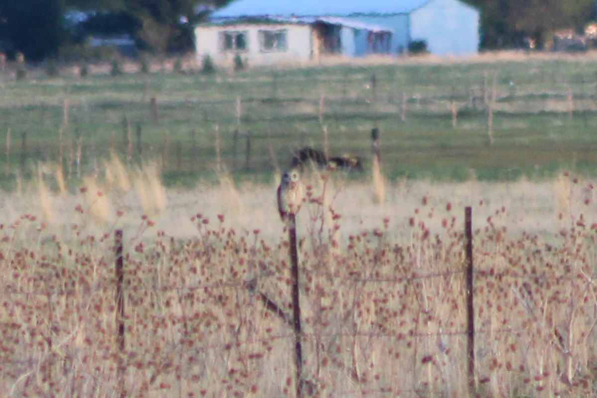 Short-eared Owl (Northern) - ML337986701
