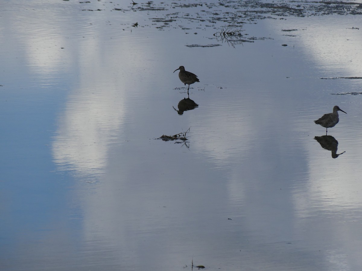 Regenbrachvogel - ML337990731