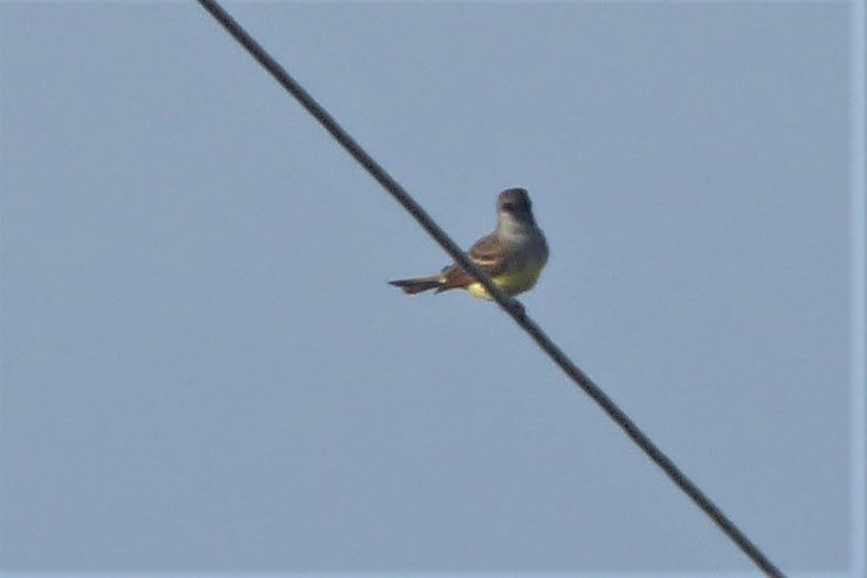 Great Crested Flycatcher - ML337991251