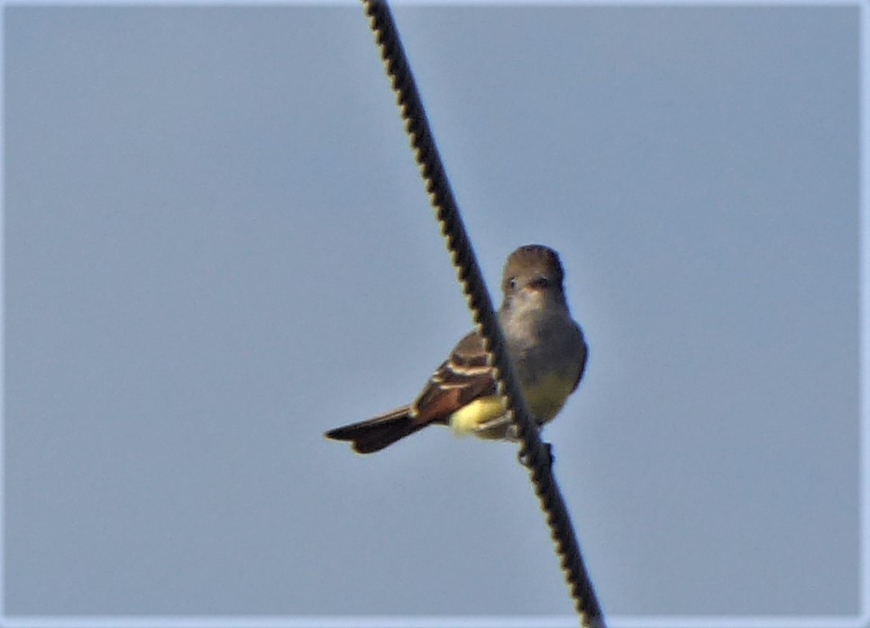 Great Crested Flycatcher - ML337991261