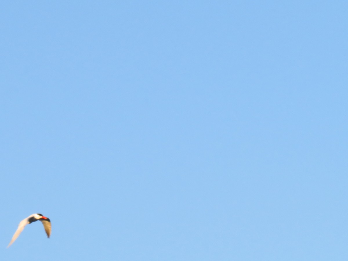 Caspian Tern - ML337992151