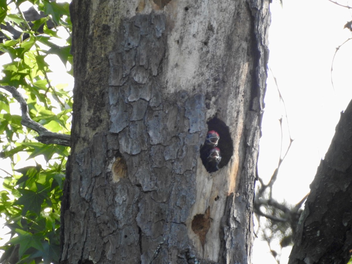 Pileated Woodpecker - ML337992381