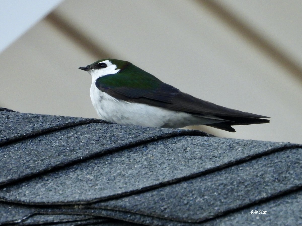 Violet-green Swallow - George Halmazna