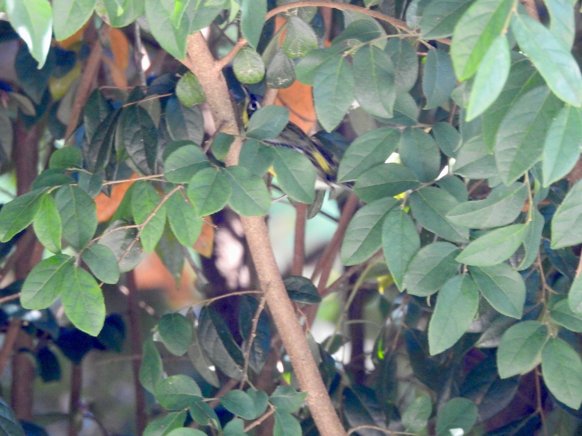 Magnolia Warbler - ML337992811
