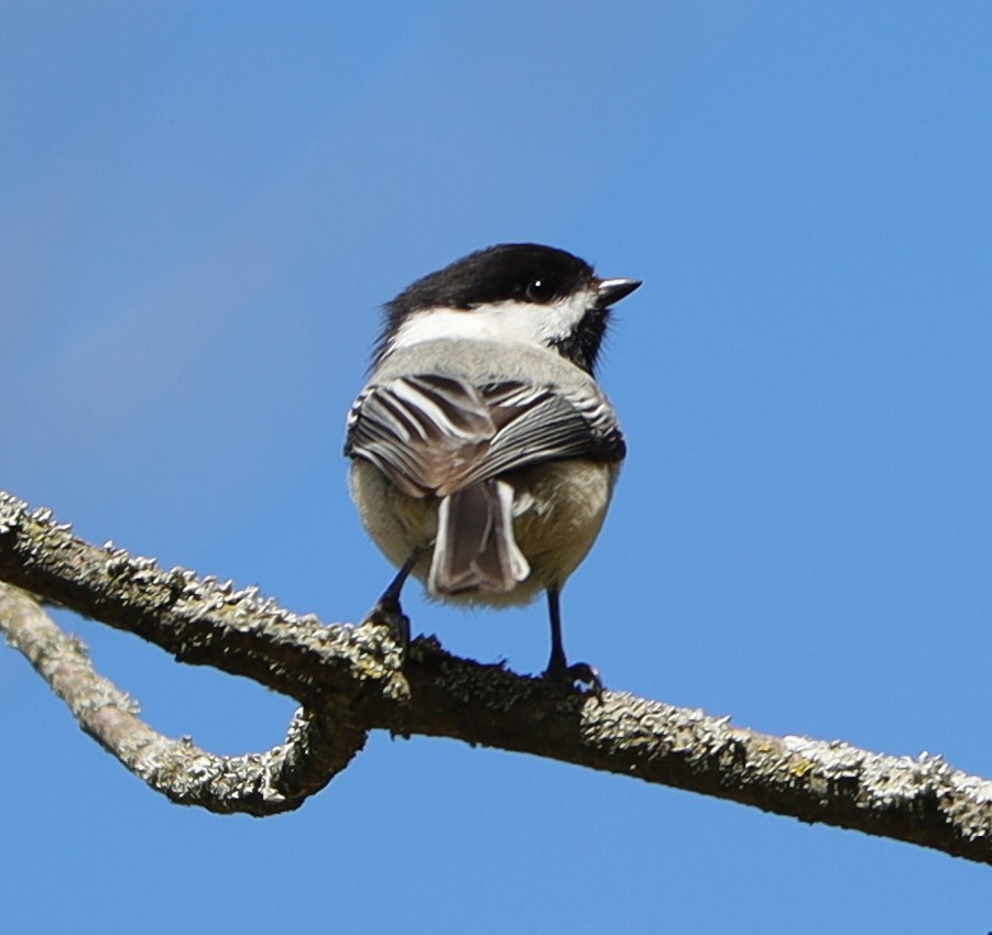 Black-capped Chickadee - ML337992831