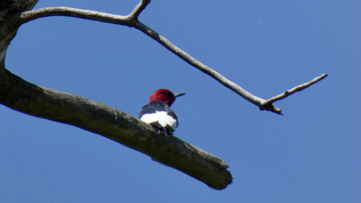 Red-headed Woodpecker - Andy Brown