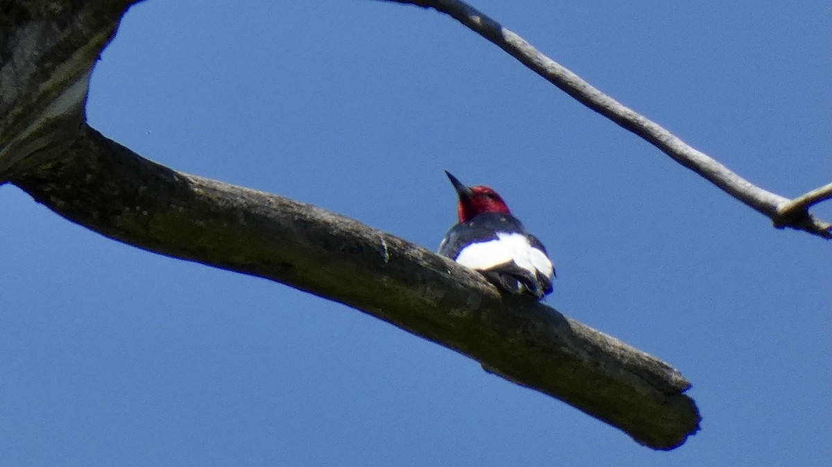 Red-headed Woodpecker - Andy Brown