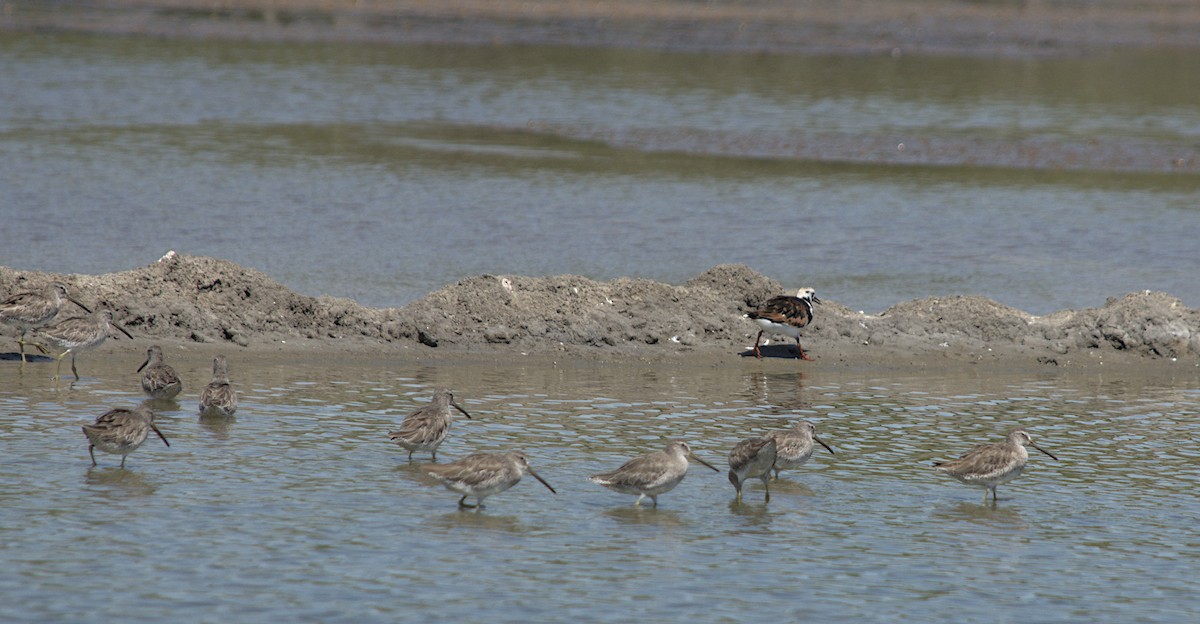 Long-billed Dowitcher - ML337995361